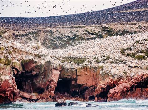 Ballestas Islands Worth It To See The Wildlife