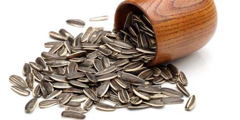 Harga bibit bunga matahari terkini. Kuaci biji bunga matahari, camilan sehat pencegah kanker ...