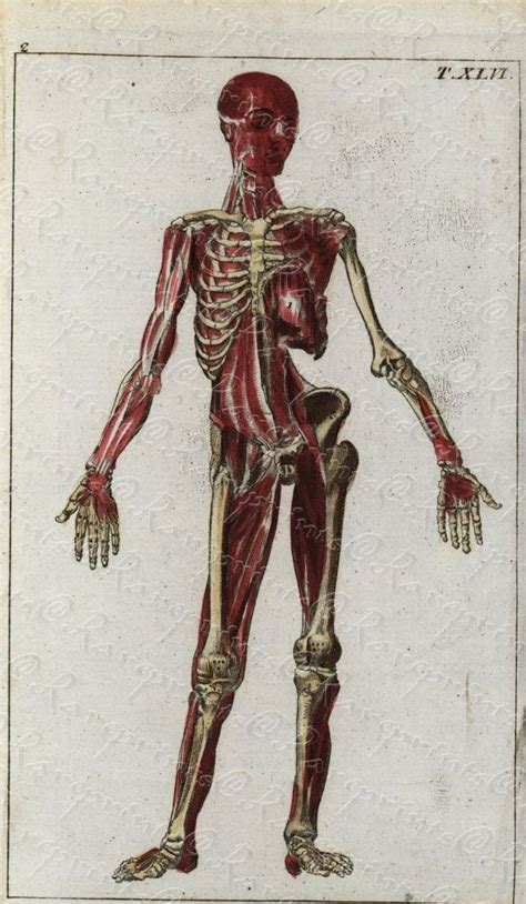 Antique Original Human Physiology Engraving By Wilhelm Tobias Etsy