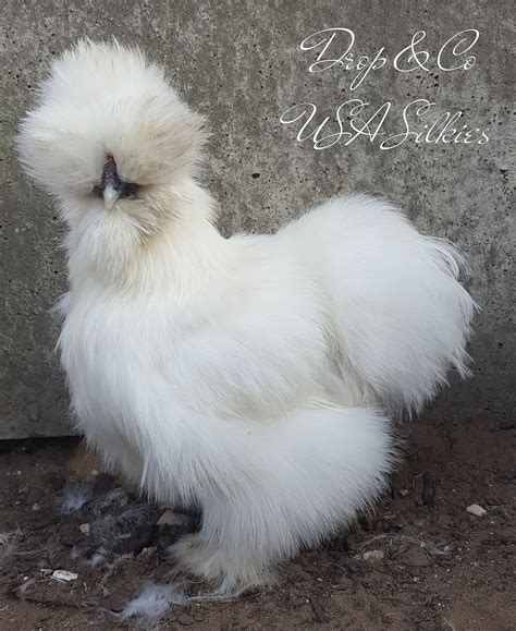 Usa Silkie White Amerikaanse Zijdehoenbe Country Critters Silkies Breeds