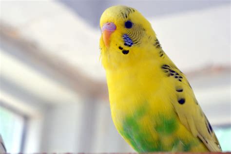 Multi Color Budgie Free Stock Photo Public Domain Pictures