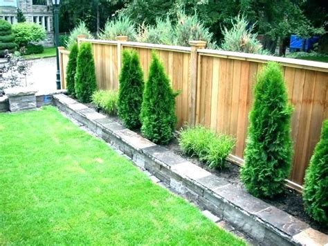 Incredible Trees Along Fence Simple Ideas Home Decorating Ideas