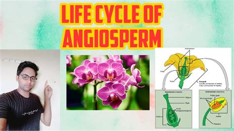 Life Cycle Of Angiosperm Class 11 Youtube