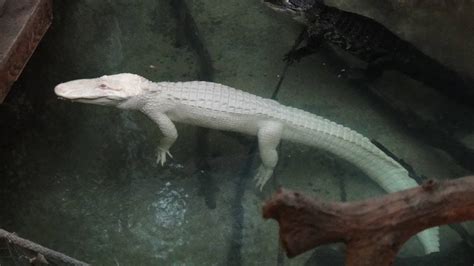 White Alligator At Dallas Zoo 2015 03 12 Zoochat