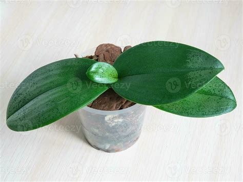 Young Orchid Leaf Small Young Phalaenopsis Orchid In Pot Home