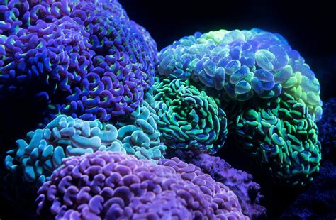 El Movimiento De Los Corales Como Nunca Lo Habías Visto Time Lapse 🎥 En 2020 Coral Coral
