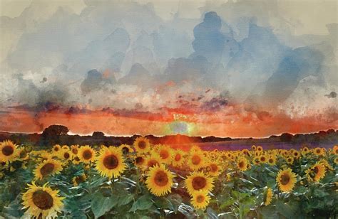 Sunflower Summer Sunset By Matthew Gibson Watercolor Painting Art