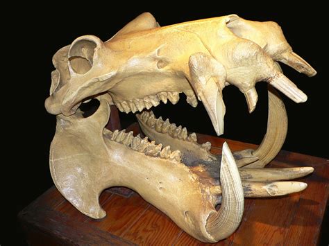 カバ 動物の骨 頭蓋骨