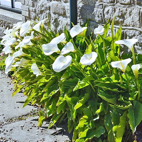 Photo 64861 Zantedeschia Aethiopica Plant Lust