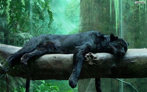 You can make black jaguar iphone wallpaper for your desktop background, tablet, android or iphone and another smartphone device for free. Black Jaguar Wallpapers - Wallpaper Cave