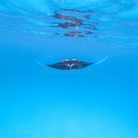 Giant Oceanic Manta Ray Manta Birostris Hovering In Blue Ocean On