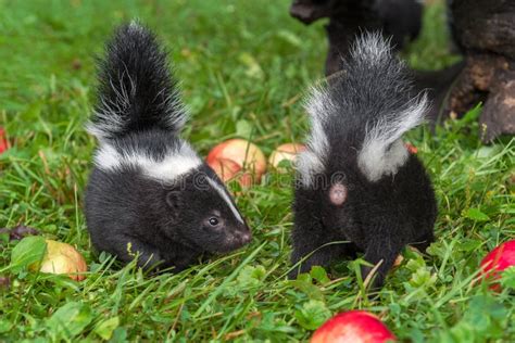Striped Skunk Mephitis Mephitis Kits Front And Rear Summer Stock Photo