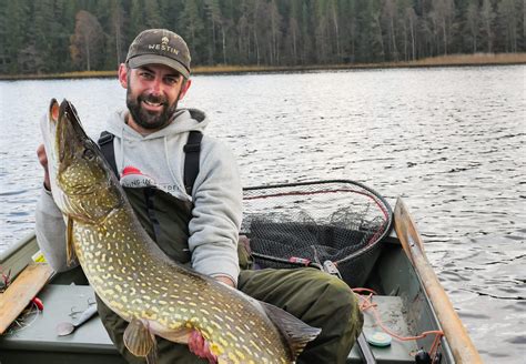 Pike Fishing Sweden With New Westin Shad Teez Fishing In