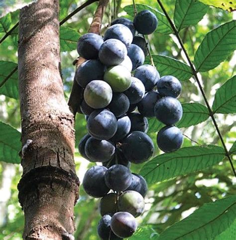 Edible Plants Berries Sunshine Coast Davidsones Plum The Bribie Islander