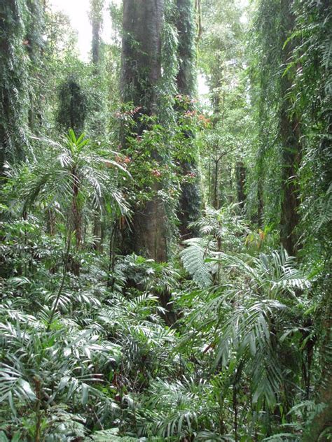 Free Stock Photo Of Tall Trees And Plants At Rainforest