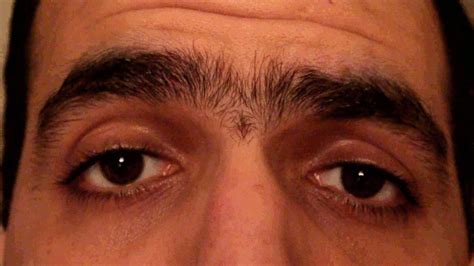 The Most Amazing Unibrow On The Planet S