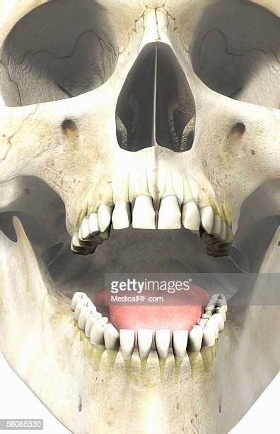 Human Skull Mouth Open Photos And Premium High Res Pictures Getty Images