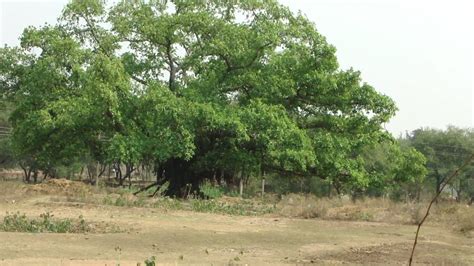 Healing Bargad Trees Of Chhattisgarh India Part 2 Youtube