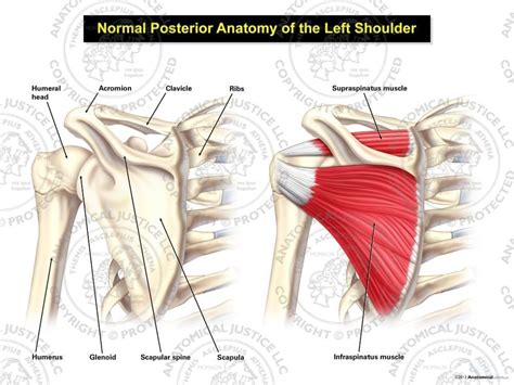 Shoulder Anatomy Posterior