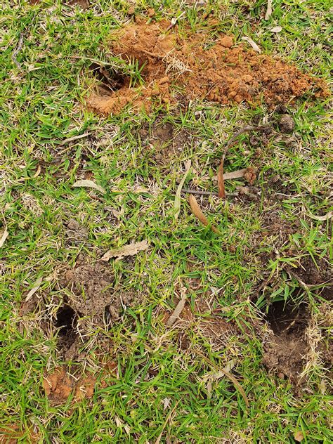 Mystery Holes In Lawn Bunnings Workshop Community
