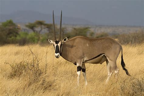 Searching For East Africas Most Elusive Animals Goway