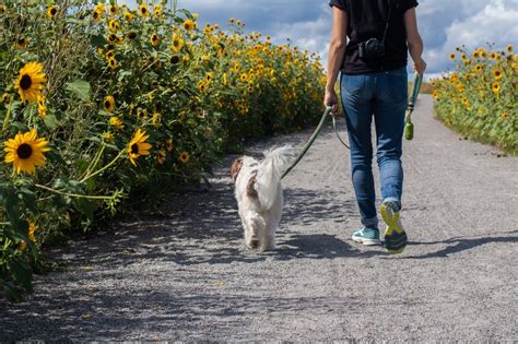 Stop A Dog From Leash Pulling With 6 Easy To Implement Tips Pawtracks