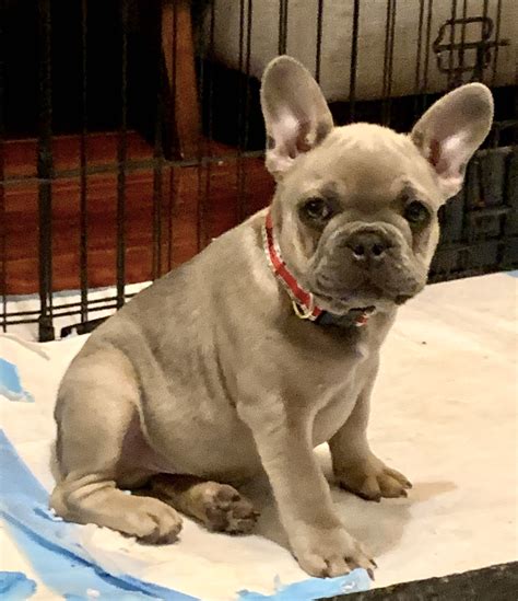 Incredible Blue Fawn French Bulldog Puppies Ideas Docare