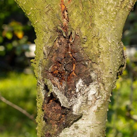 Top 10 Tree Diseases And What To Do About Them Birds And Blooms