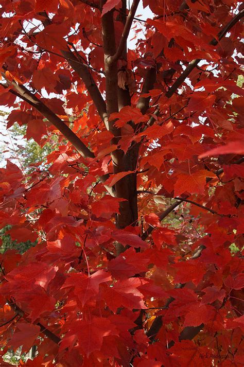 Maple Tree Center Photograph By Mick Anderson Fine Art America