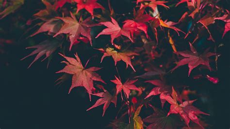 Wallpaper Leaves Autumn Blur Branches Autumn Colors Hd