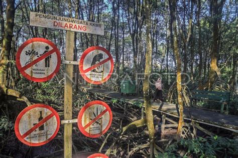 Daya Tarik Wisata Di Kawasan Konservasi Mangrove Dan Bekantan Antara Foto