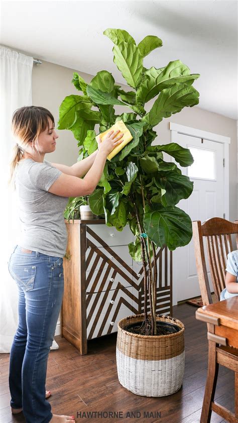 How To Take Care Of Fiddle Leaf Fig Tree Indoors Saervy