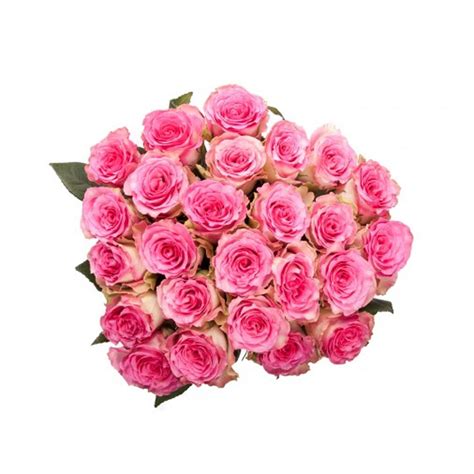 24 Pink Roses Bouquet Lebanontsonline