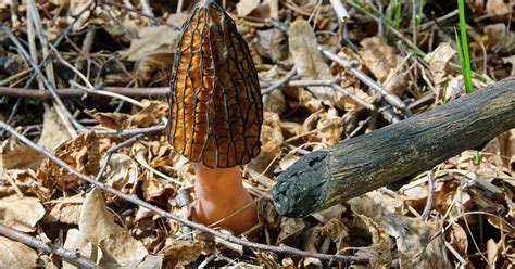 Eat North Answers How Do Morels Grow Eat North