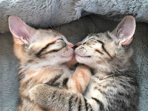 The Cutest Photos Of Sleeping Cats