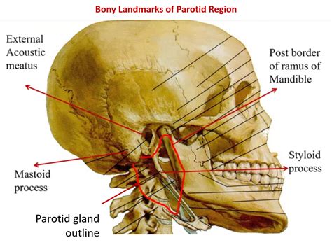 Parotid Gland Anatomy Qa
