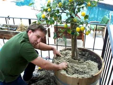 Fruit trees in wine barrels. Barrel Gardening Lemon Tree Planting Part 3.mov - YouTube