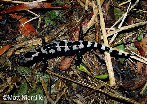 Marbled Salamander Tennessee Wildlife Resources Agency