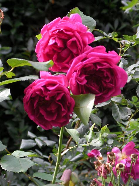 Queen Mary's Rose Garden | Anna Ruiz Ramiro | Flickr