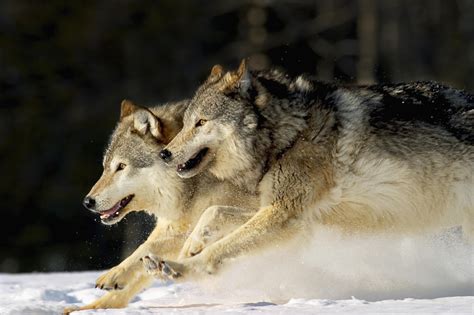 Grey Wolves Running Through Deep Snow 2 Wallpaper Wallsauce Us