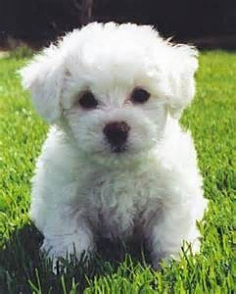 Bichon Frise Puppies For Sale Dogs And Puppies Colorado