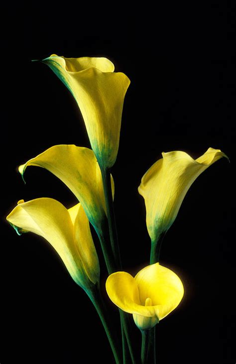 Yellow Calla Lilies Photograph By Garry Gay Pixels