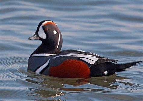 Harlequin Ducks Male Harlequin Duck See What I Mean Regardless The
