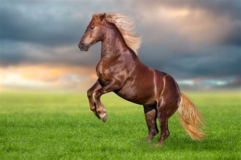 How To Stop Rearing In Horses Petsoid