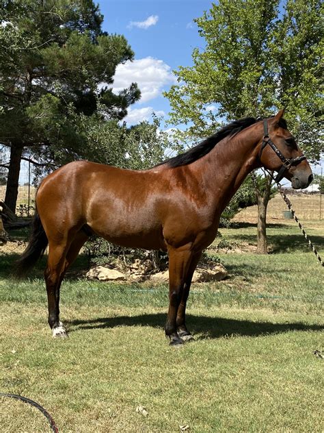 Doc 9 Yr Old Bay Gelding