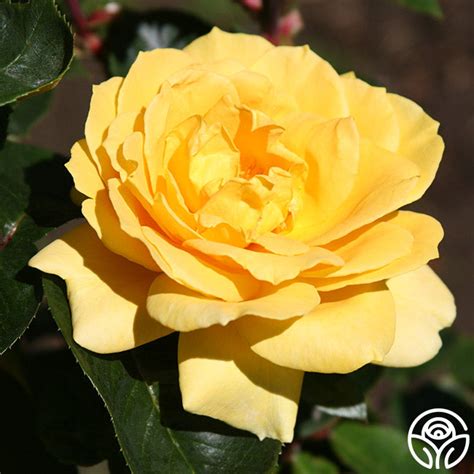 Oregold Rose Hybrid Tea Lightly Fragrantn Heirloom Roses