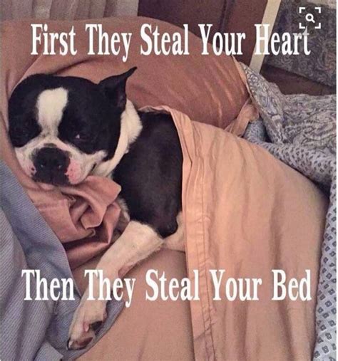 22 Of The Best Boston Terrier Dog Memes That Will Make You Smile