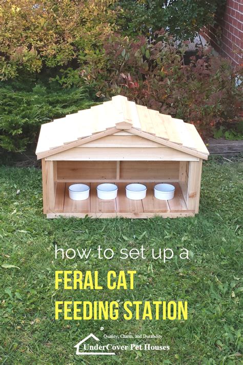 How To Set Up A Feral Cat Feeding Station Cat Feeding Station Cat