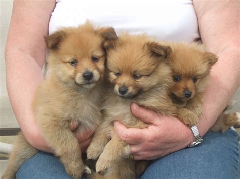 Find a pomeranian on gumtree, the #1 site for dogs & puppies for sale classifieds ads in the uk. Pomeranian Puppies for sale | Wigan, Greater Manchester ...