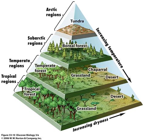 What Is Biomes Definition Types Classification Of Biomes Eschool Gambaran